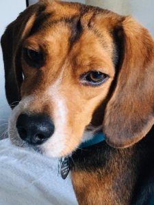 Close up photo of a Beagle with a blue collar and a silver tag