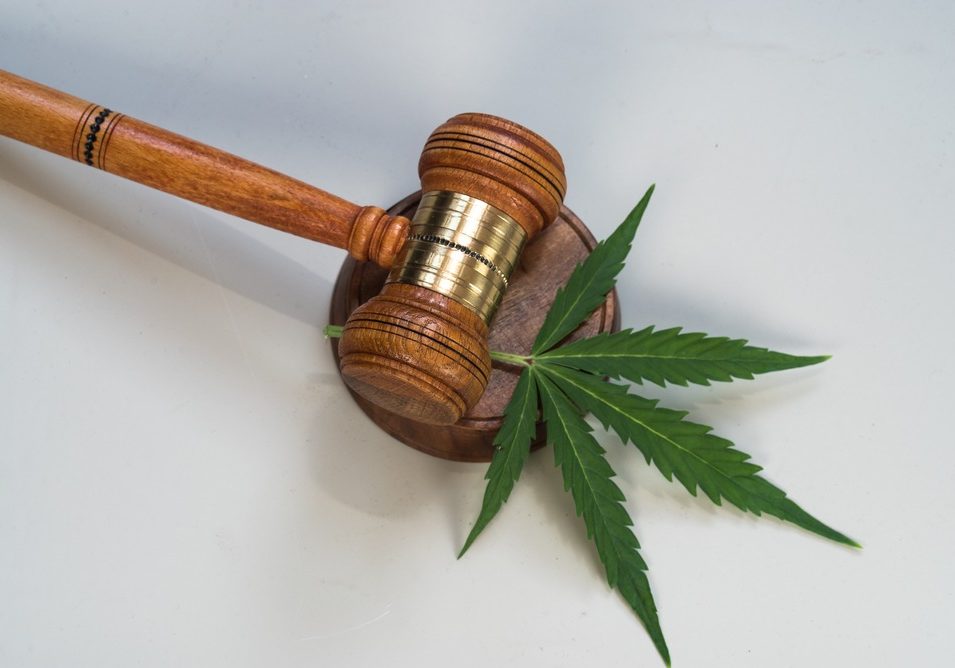 Marijuana,Leaves,And,Judging,Mallets