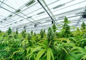 The flowering colas of mature, legal cannabis plants