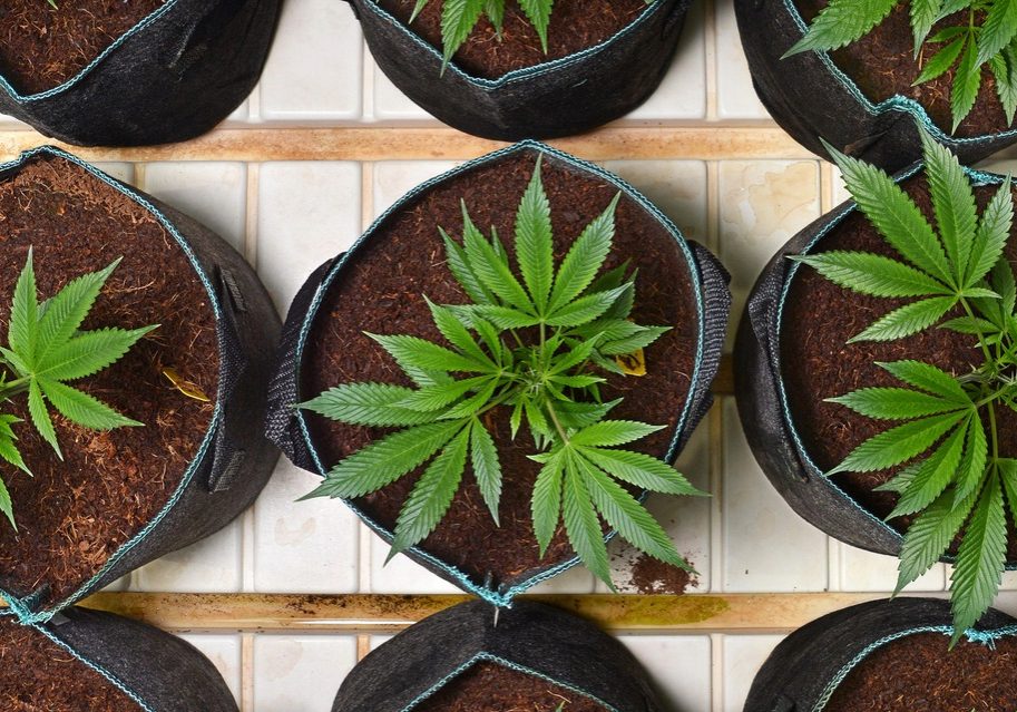 Overhead shot of marijuana plants in round pots in a marijuana grow room at a medical marijuana dispensary