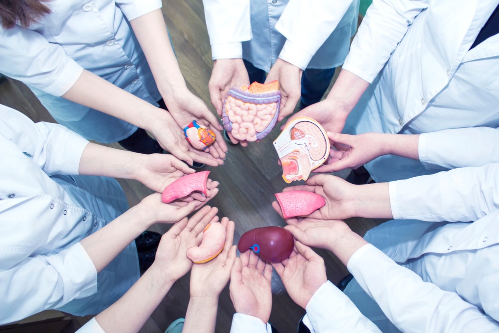 A Group of Medical Students in Lab Coats Holding the Models of Organs in Their Hands. Top view.