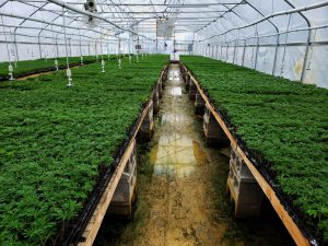 Greenhouse filled with young hemp plants ready to be sold to farmers converting from produce crops to cannabis for more profit. Commercial hemp farming to produce CBD oil and other products.
