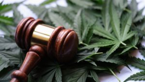 Gavel of judge lying on green leaves of marijuana closeup