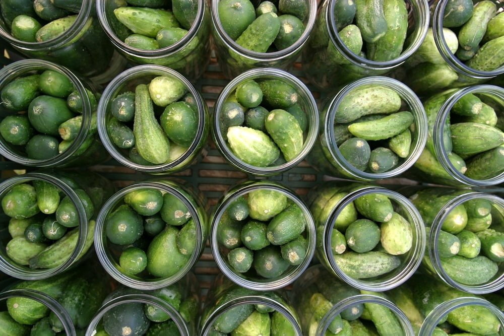 Multiple jars of pickles organized during the jarring process